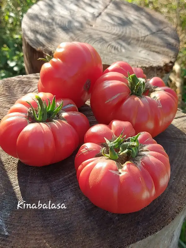 Tomaten: Kinalabasa