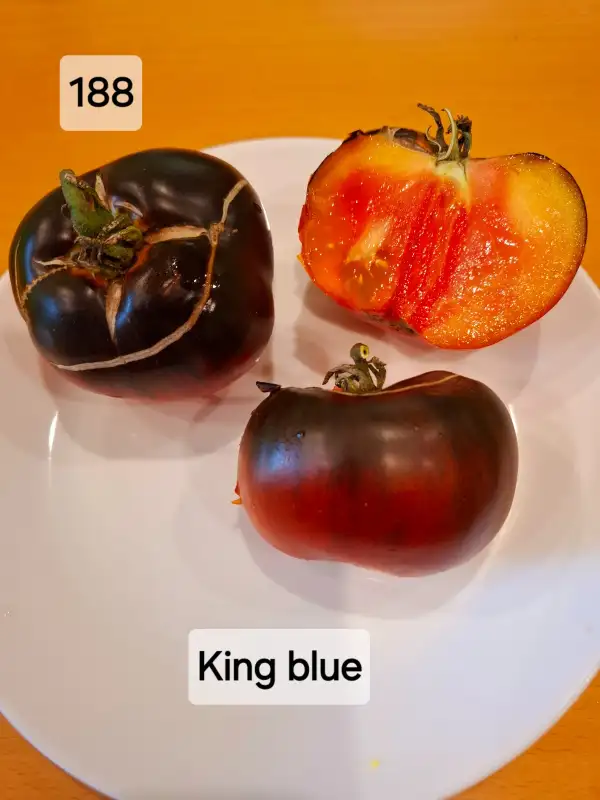 Tomaten: King Blue