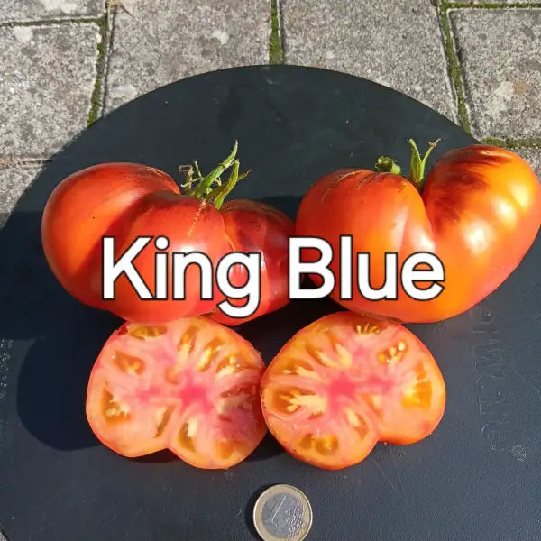 Tomaten: King Blue