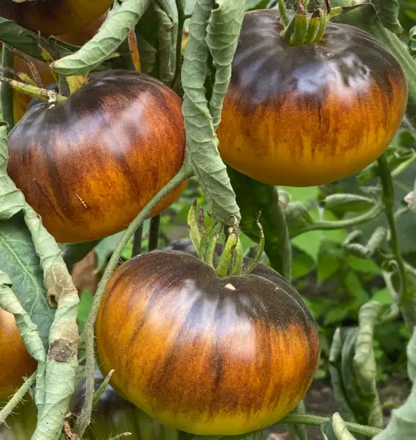 Tomaten: King Blue