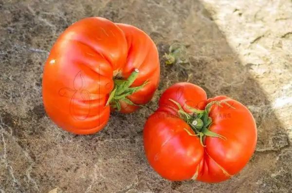 Tomaten: King Early