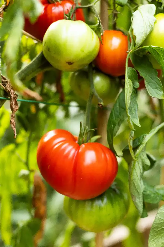 Tomaten: King Kong ( Kat# 2443 )