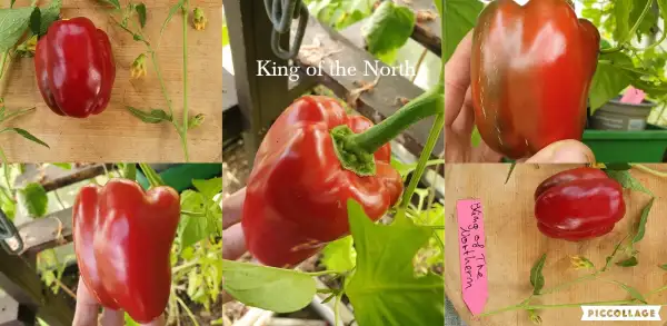 Chili / Paprika: King of the North - Paprika