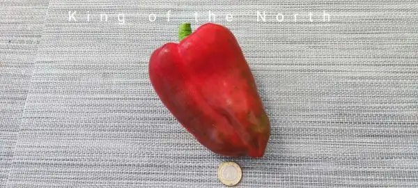 Chili / Paprika: King of the North Paprika