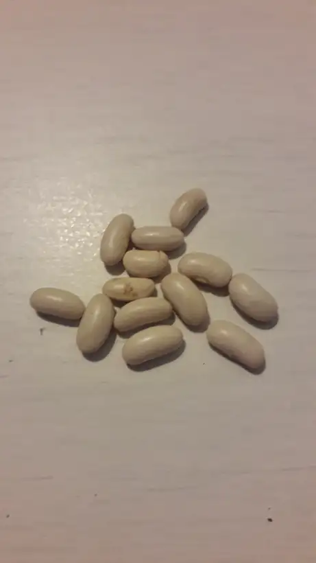 Bohnen: Kinghorn wax