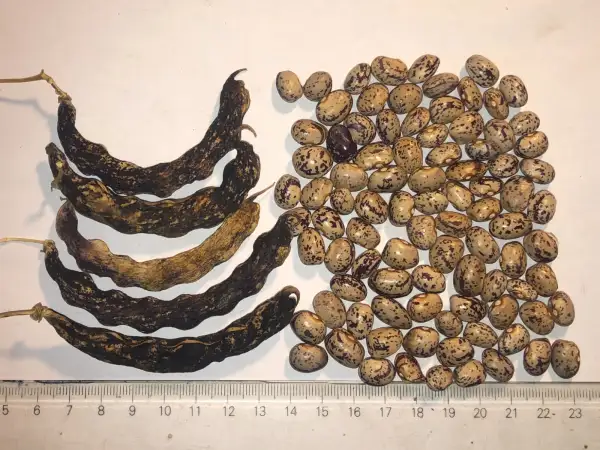 Bohnen: Kipfl Mucko