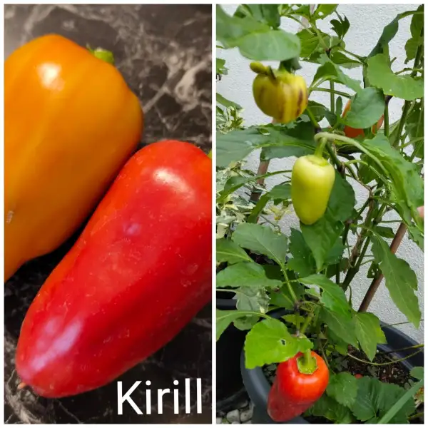 Chili / Paprika: Kirill Paprika
