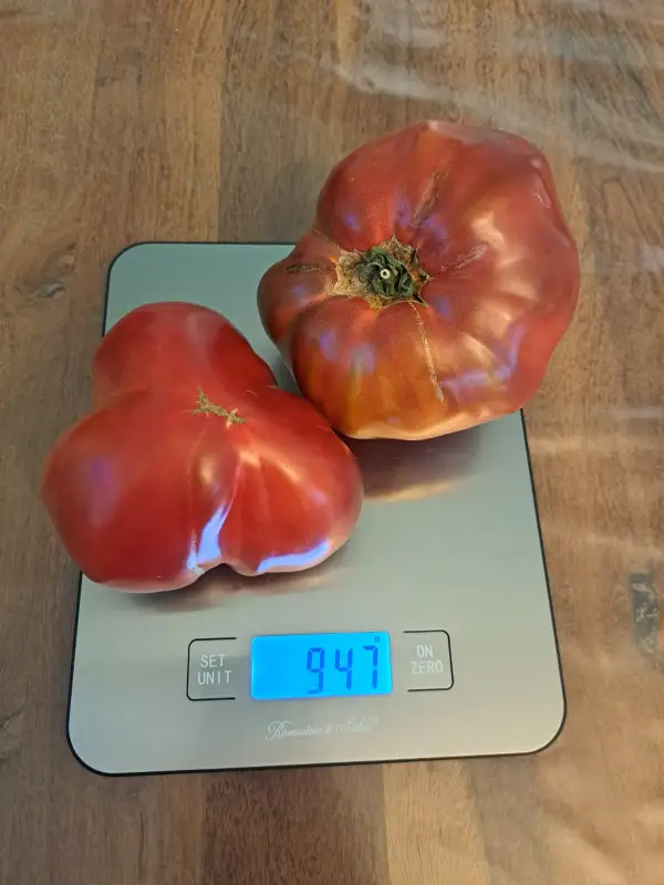 Tomaten: Kirsche von Zuzi