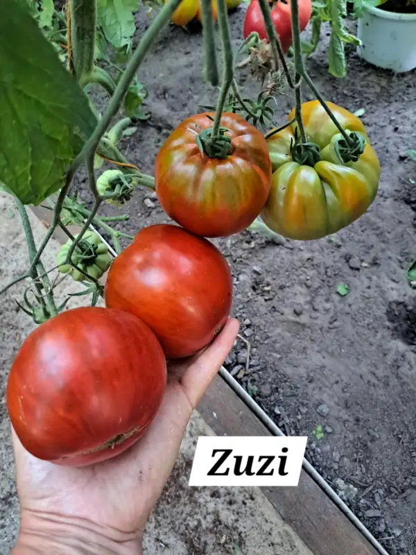 Tomaten: Kirsche von Zuzi