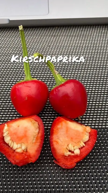 Chili / Paprika: Kirschpaprika