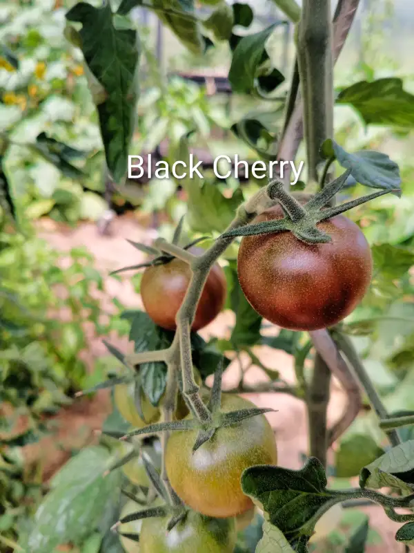 Tomaten: Kirschtomate Black cherry