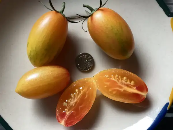 Tomaten: Kitty
