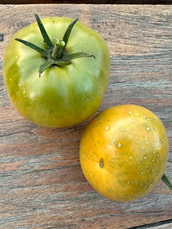 Tomaten: Kiwanis