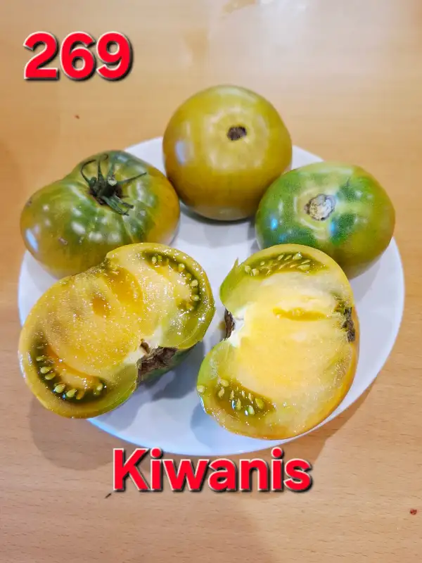 Tomaten: Kiwanis brown