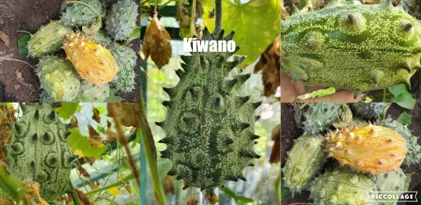 Gurken: Kiwano