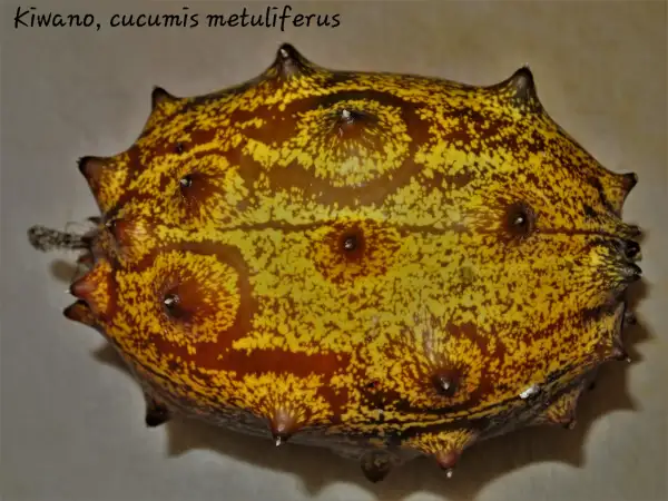 andere Gemüse: Kiwano, Horngurke, cucumis metuliferus