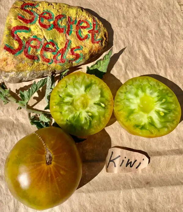 Tomaten: Kiwi