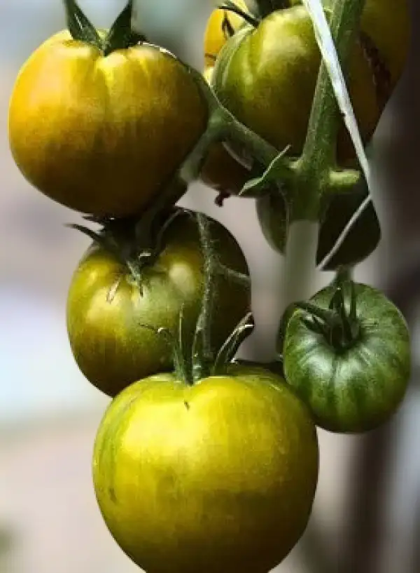 Tomaten: Kiwi