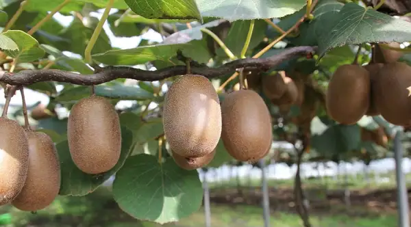 Obst: Kiwi Gold XL
