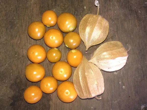Physalis: Kiwi (P. pubescens)