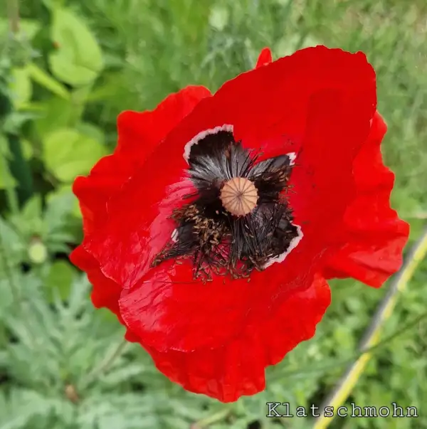 Blumen: Klatschmohn