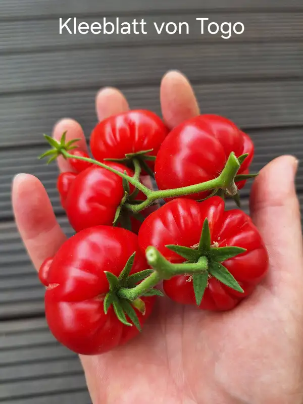 Tomaten: Kleeblatt von Togo