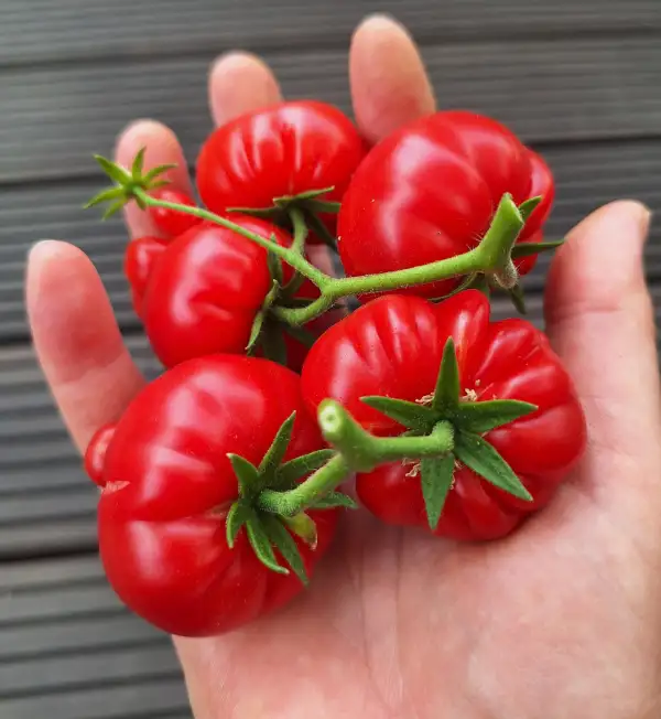 Tomaten: Kleeblatt von Togo