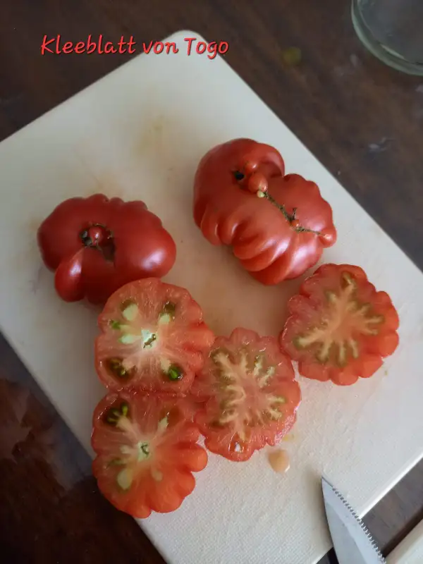 Tomaten: Kleeblatt von Togo