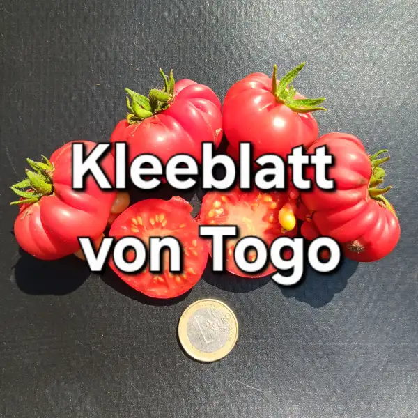 Tomaten: Kleeblatt von Togo