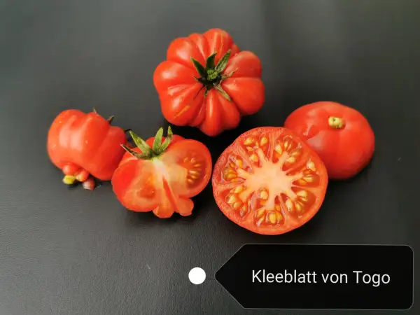 Tomaten: Kleeblatt von Togo