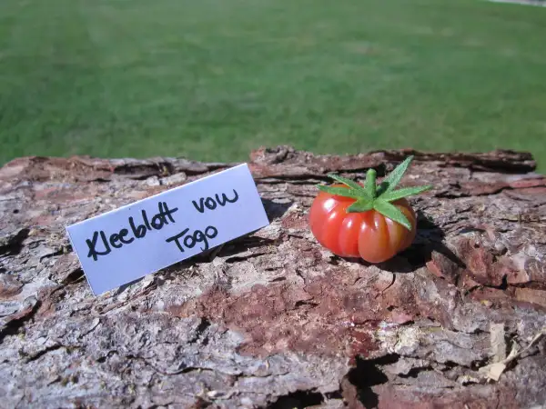Tomaten: Kleeblatt von Togo