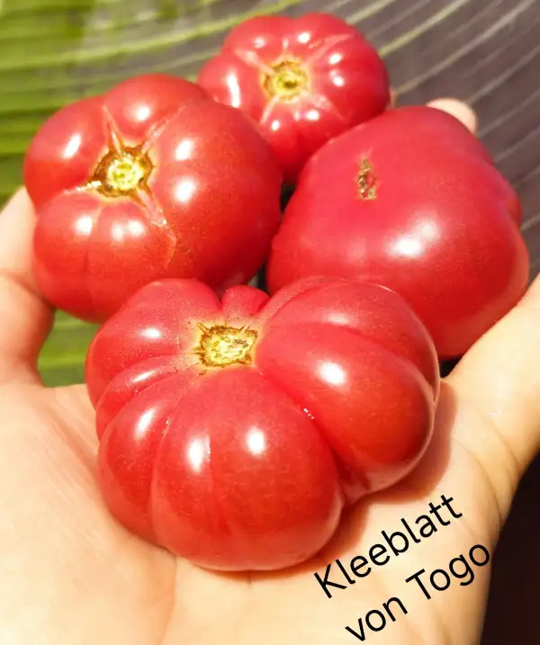 Tomaten: Kleeblatt von Togo