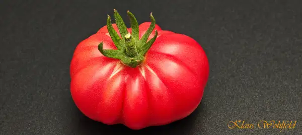 Tomaten: Kleeblatt von Togo