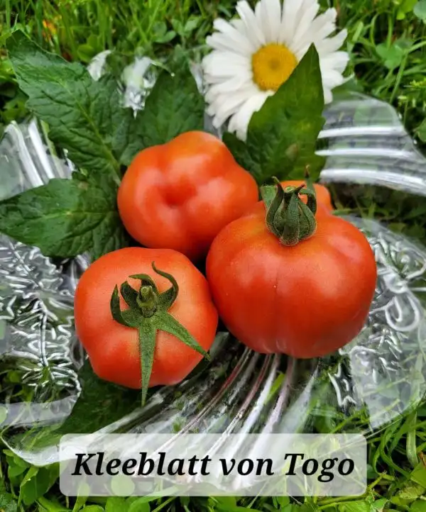 Tomaten: Kleeblatt von Togo