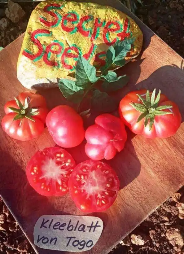 Tomaten: Kleeblatt von Togo