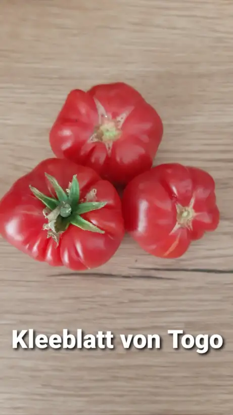 Tomaten: Kleeblatt von Togo