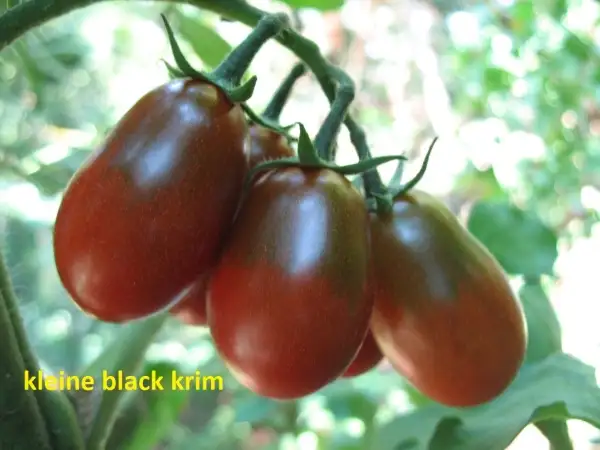 Tomaten: kleine black krim (kleine Flaschentomate)