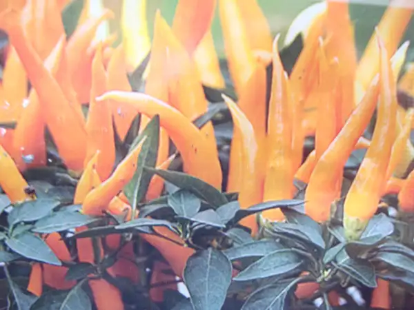 Chili / Paprika: Kleine,ertragreiche Sorte