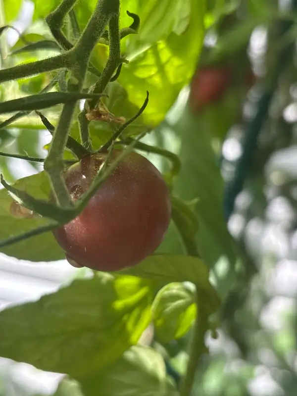 Tomaten: Kleine französische Blaue