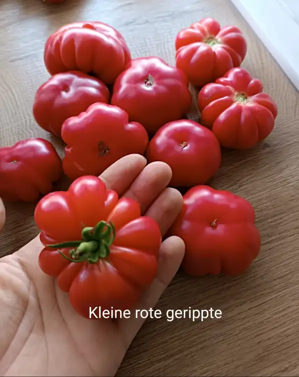 Tomaten: Kleine rote gerippte