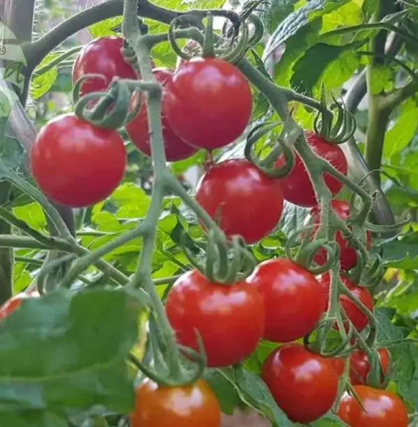 Tomaten: Kleine Thai