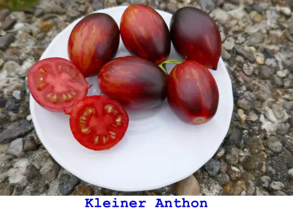 Tomaten: Kleiner Anthon