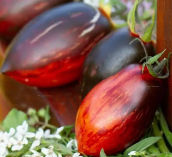 Tomaten: Kleiner Anton