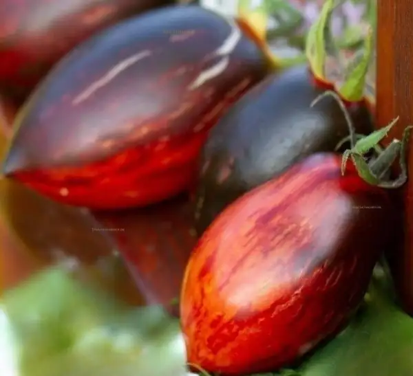 Tomaten: Kleiner Anton