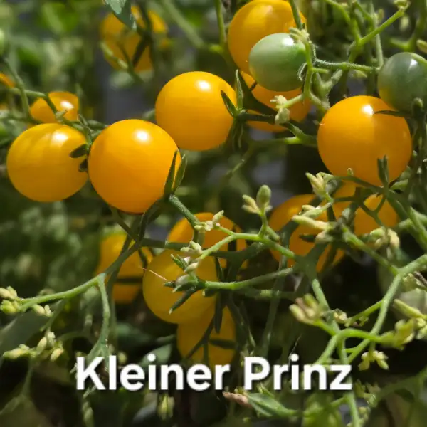 Tomaten: Kleiner Prinz