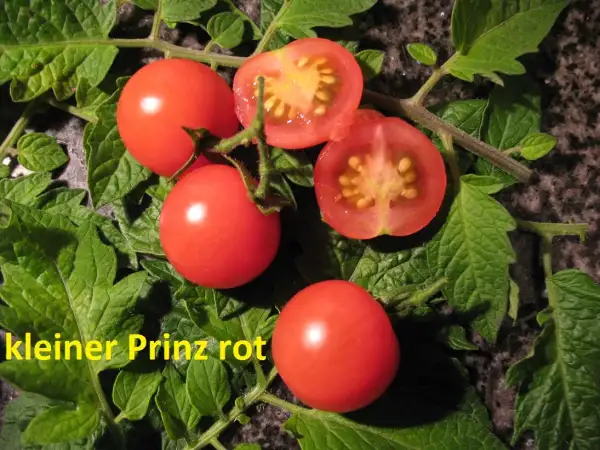Tomaten: kleiner Prinz rot