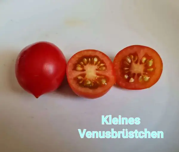 Tomaten: Kleines Venusbrüstchen