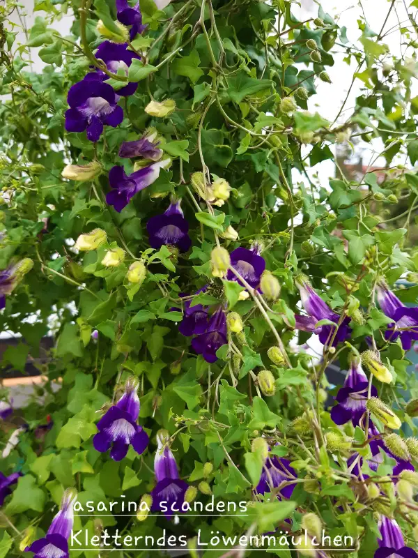 Blumen: Kletterndes Löwenmäulchen