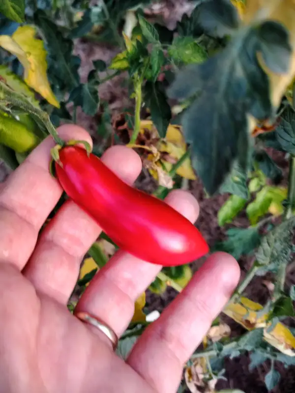 Tomaten: Klettertomate Carnica
