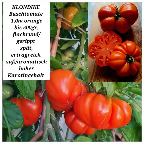 Tomaten: KLONDIKE